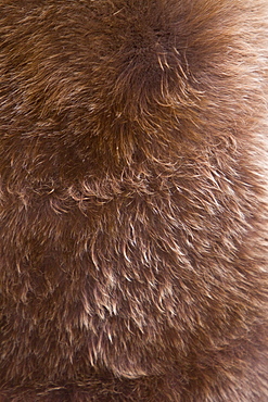 King Penguin (Aptenodytes patagonicus) breeding and nesting colonies on South Georgia Island, Southern Ocean.