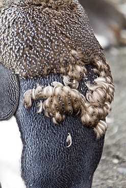 King Penguin (Aptenodytes patagonicus) breeding and nesting colonies on South Georgia Island, Southern Ocean.