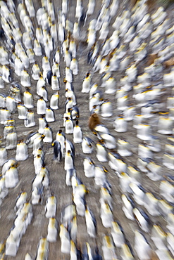 Zoom blur of king penguin (Aptenodytes patagonicus) breeding and nesting colonies on South Georgia Island, Southern Ocean. 