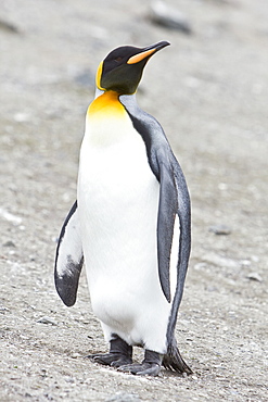 A lone adult king penguin (Aptenodytes patagonicus) among nesting colonies of gentoo and chinstrap penguins on Barrentos Island, Aitcho Island Group, South Shetland Islands, Antarctica