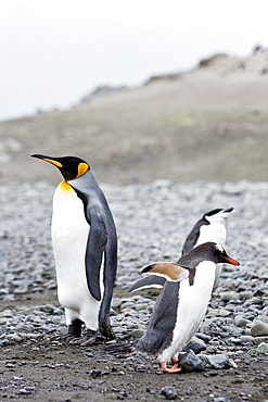 King penguins (Aptenodytes patagonicus) among breeding and nesting colonies of both gentoo and chinstrap penguins on Barrentos Island in the Aitcho Island Group, South Shetland Islands, Antarctica.