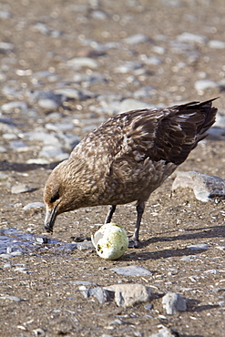 An adult Brown Skua (Catharacta antarctica) with a stolen penguin egg on South Georgia Island in the Southern Ocean