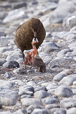 An adult Brown Skua (Catharacta antarctica)  near the Antarctic peninsula in the southern ocean