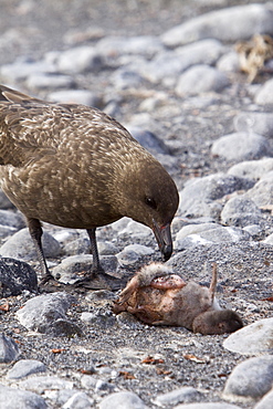 An adult Brown Skua (Catharacta antarctica)  near the Antarctic peninsula in the southern ocean