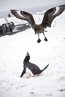 An adult Brown Skua (Catharacta antarctica)  in flight near the Antarctic peninsula in the southern ocean