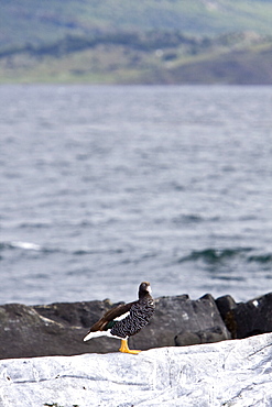 The Kelp Goose (Chloephaga hybrida), is a member of the duck, goose and swan family Anatidae