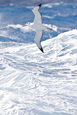 Wandering albatross (Diomedea exulans) on the wing in the Drake Passage between the tip of South America and the Antarctic Peninsula, Southern ocean