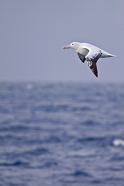 Wandering albatross (Diomedea exulans) on the wing in the Drake Passage between the tip of South America and the Antarctic Peninsula, Southern ocean