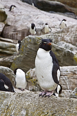 Adult Southern Rockhopper Penguins (Eudyptes chrysocome chrysocome) in the Falkland Islands