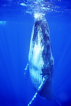 Adult humpback whale underwater in the AuAu Channel, Maui, Hawaii, USA.