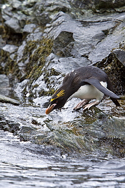 Macaroni Penguins (Eudyptes chrysolophus) on South Georgia Island in the Southern Ocean