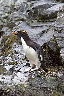 Macaroni Penguins (Eudyptes chrysolophus) on South Georgia Island in the Southern Ocean