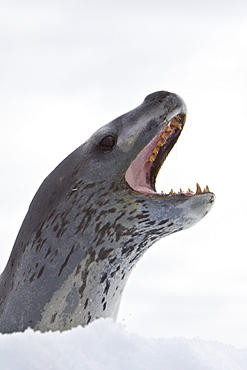 The Leopard seal (Hydrurga leptonyx) is the second largest species of seal in the Antarctic