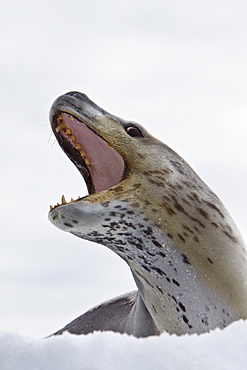 The Leopard seal (Hydrurga leptonyx) is the second largest species of seal in the Antarctic