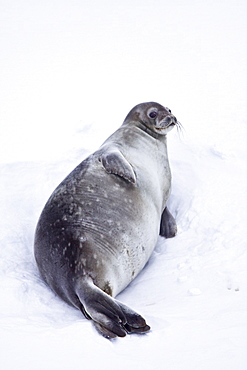 Weddell Seal (Leptonychotes weddellii) hauled out on ice near the Antarctic Peninsula, southern Ocean