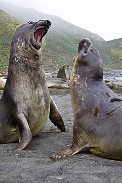 Young southern elephant seals (Mirounga leonina) on the beach at South Georgia in the Southern Ocean