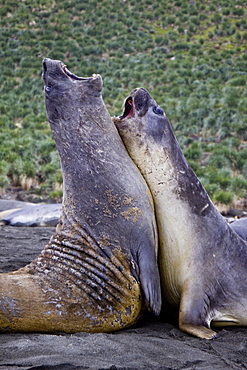 Young southern elephant seals (Mirounga leonina) on the beach at South Georgia in the Southern Ocean