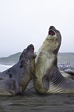 Young southern elephant seals (Mirounga leonina) on the beach at South Georgia in the Southern Ocean