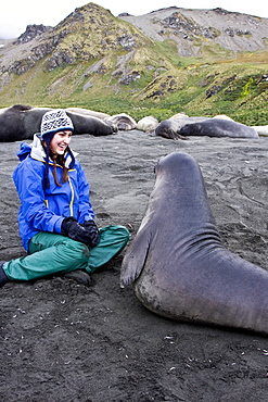 Young southern elephant seals (Mirounga leonina) with excited visitor on the beach at South Georgia in the Southern Ocean