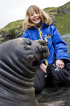 Young southern elephant seals (Mirounga leonina) with excited visitor on the beach at South Georgia in the Southern Ocean