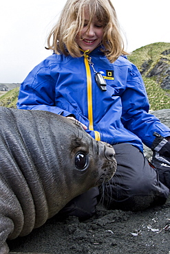 Young southern elephant seals (Mirounga leonina) with excited visitor on the beach at South Georgia in the Southern Ocean