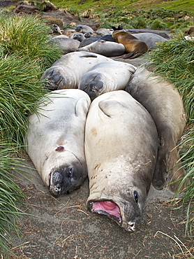 Young southern elephant seals (Mirounga leonina) on the beach at South Georgia in the Southern Ocean