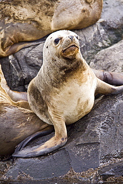 South American Sea Lion (Otaria flavescens) hauled out on small rocky islet just outside Ushuaia, Beagle Channel, Argentina