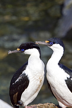 Adult Antarctic Shag, (Phalacrocorax (atriceps) bransfieldensis) from breeding colony on the Antarctic Peninsula