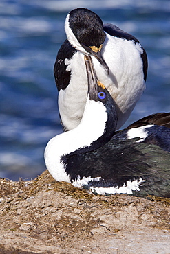 Adult Antarctic Shag, (Phalacrocorax (atriceps) bransfieldensis) from breeding colony on the Antarctic Peninsula