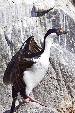 Adult Antarctic Shag, (Phalacrocorax (atriceps) bransfieldensis) from breeding colony on the Antarctic Peninsula