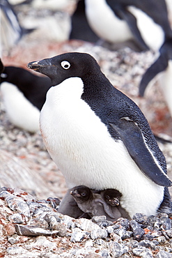 Adelie penguin (Pygoscelis adeliae) near the Antarctic Peninsula, Antarctica.