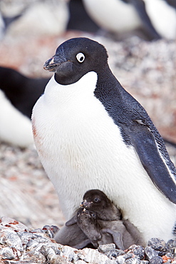 Adelie penguin (Pygoscelis adeliae) near the Antarctic Peninsula, Antarctica.