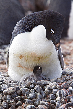 Adelie penguin (Pygoscelis adeliae) near the Antarctic Peninsula, Antarctica.