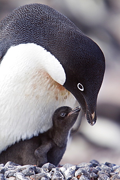 Adelie penguin (Pygoscelis adeliae) near the Antarctic Peninsula, Antarctica.