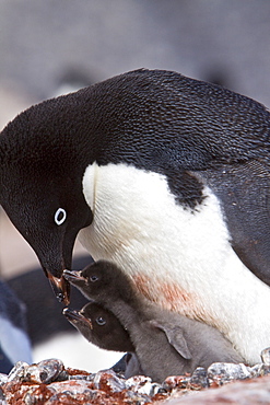 Adelie penguin (Pygoscelis adeliae) near the Antarctic Peninsula, Antarctica.