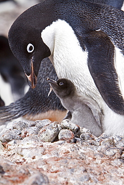 Adelie penguin (Pygoscelis adeliae) near the Antarctic Peninsula, Antarctica.