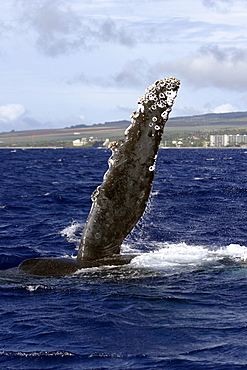 Adult Humpback Whale (Megaptera novaeangliae) pec-slapping in the AuAu Channel, Maui, Hawaii, USA.