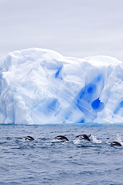 Adelie penguin (Pygoscelis adeliae) near the Antarctic Peninsula, Antarctica.