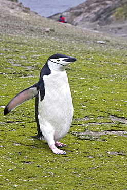 Chinstrap penguin (Pygoscelis antarctica) colony on the Antarctic Peninsula