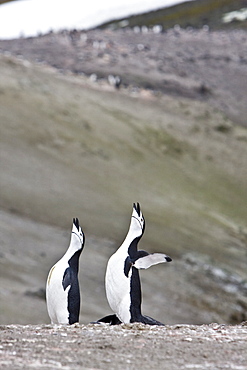 Chinstrap penguin (Pygoscelis antarctica) colony on the Antarctic Peninsula