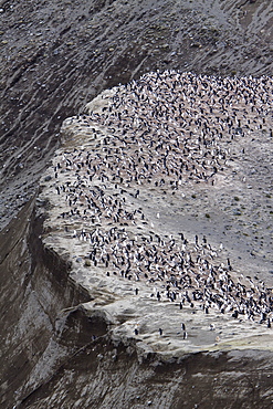 Chinstrap penguin (Pygoscelis antarctica) colony on the Antarctic Peninsula