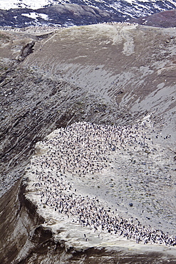 Chinstrap penguin (Pygoscelis antarctica) colony on the Antarctic Peninsula