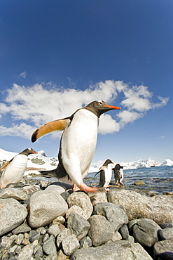 Gentoo penguins (Pygoscelis papua) in Antarctica