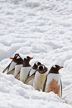 Gentoo penguins (Pygoscelis papua) in Antarctica