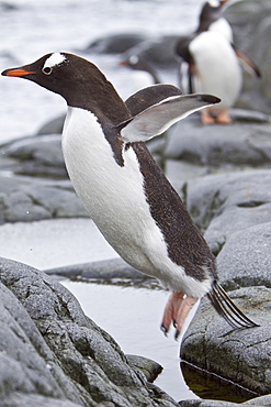 Gentoo penguins (Pygoscelis papua) in Antarctica