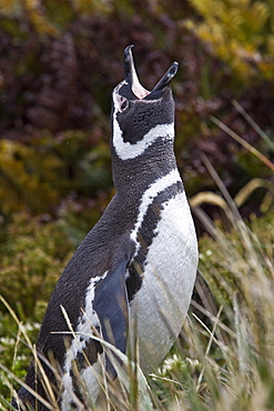 The Magellanic Penguin (Spheniscus magellanicus), Argentina, South America