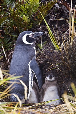 The Magellanic Penguin (Spheniscus magellanicus), Argentina, South America