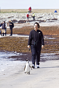 The Magellanic Penguin (Spheniscus magellanicus), Argentina, South America