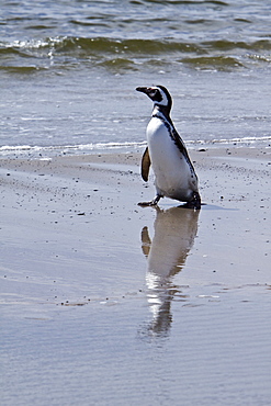 The Magellanic Penguin (Spheniscus magellanicus), Argentina, South America