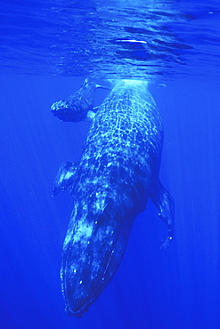 Mother and calf Humpback Whale (Megaptera novaeangliae) underwater in the AuAu Channel off Maui, Hawaii, USA. Pacific Ocean.